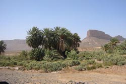 Westsahara, Marokko: Expeditionsreise Marokkos Sden - Palmen vor Gebirgskulisse